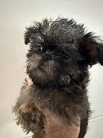 Lucy, a female Brussels Griffon for sale in Trenton, NJ – 2 of 8