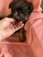Lucy, a female Brussels Griffon for sale in Trenton, NJ – 4 of 8