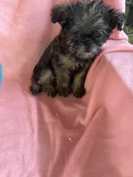 Lucy, a female Brussels Griffon for sale in Trenton, NJ – 8 of 8