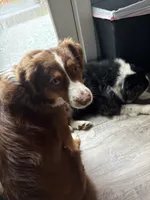 Beverly, a female Australian Shepherd for sale in Trenton, NJ – 5 of 10