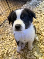 Allison , a female Australian Shepherd for sale in Trenton, NJ – 10 of 10