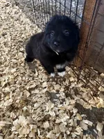 Petunia, a female Australian Shepherd for sale in Trenton, NJ – 2 of 3