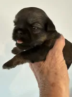 Lindy, a female Brussels Griffon for sale in Trenton, NJ – 10 of 10