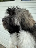Justine, a female Havanese for sale in Trenton, NJ – 6 of 10