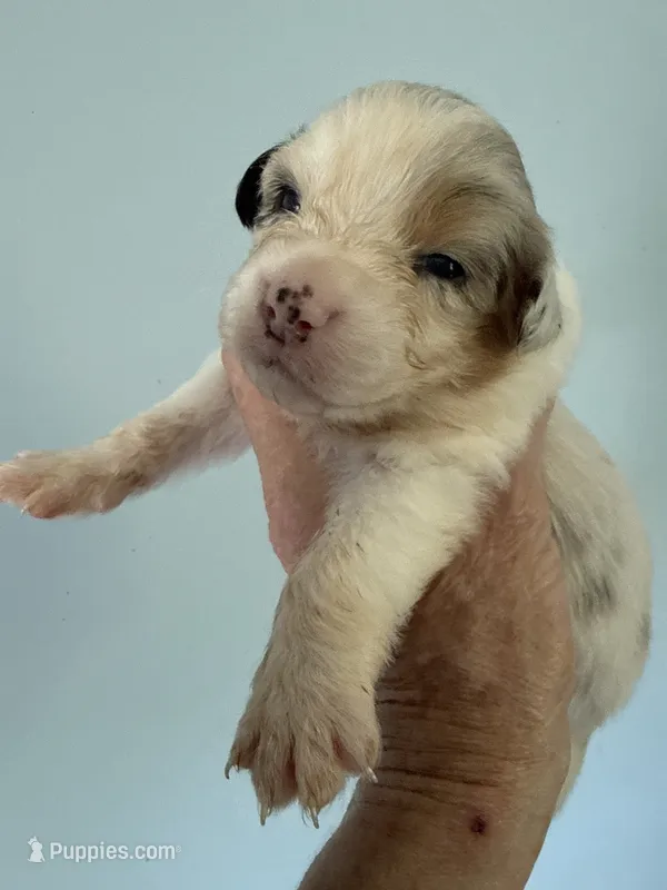 Arlene – Australian Shepherd puppy for sale in Trenton, NJ
