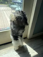 Justine, a female Havanese for sale in Trenton, NJ – 5 of 10