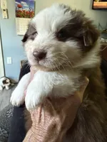 Beverly, a female Australian Shepherd for sale in Trenton, NJ – 3 of 10