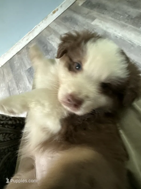 Bonnie – Australian Shepherd puppy for sale in Trenton, NJ