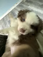 Bonnie, a female Australian Shepherd for sale in Trenton, NJ – 1 of 10