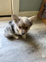 Wesley, a male Pembroke Welsh Corgi for sale in Trenton, NJ – 6 of 10
