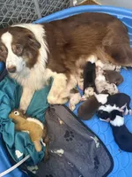 Arthur, a male Australian Shepherd for sale in Trenton, NJ – 9 of 9