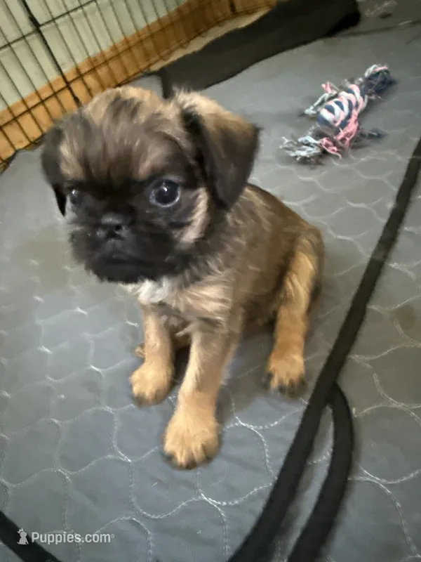 Lexi – Brussels Griffon puppy for sale in Trenton, NJ