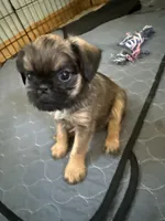 Lexi, a female Brussels Griffon for sale in Trenton, NJ – 1 of 9