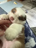 Bonnie, a female Australian Shepherd for sale in Trenton, NJ – 8 of 10