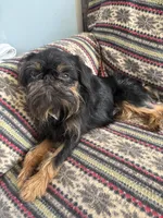 Calvin, a male Brussels Griffon for sale in Trenton, NJ – 8 of 9