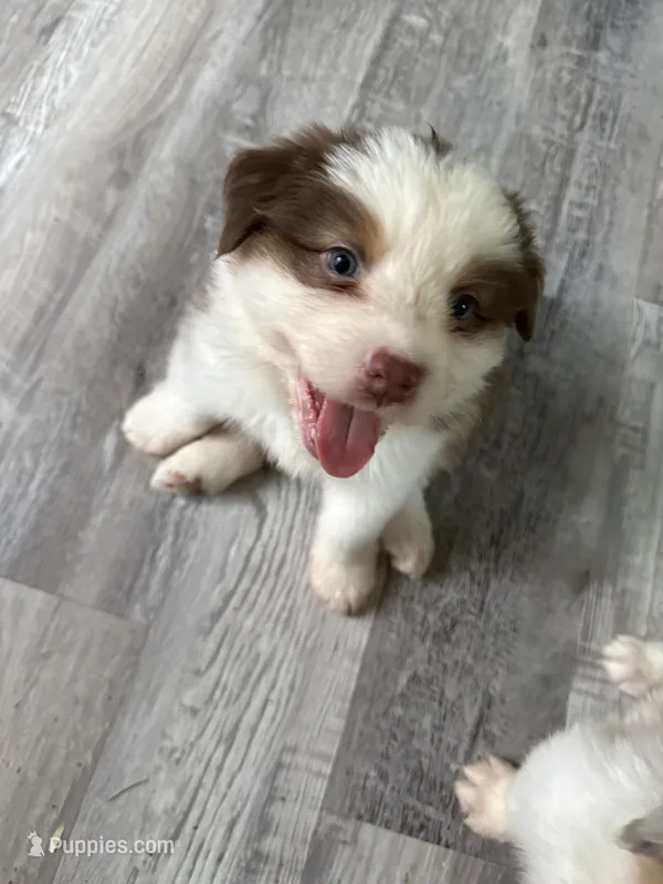 Beverly – Australian Shepherd puppy for sale in Trenton, NJ