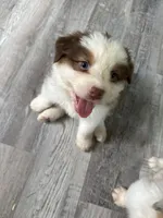 Beverly, a female Australian Shepherd for sale in Trenton, NJ – 10 of 10