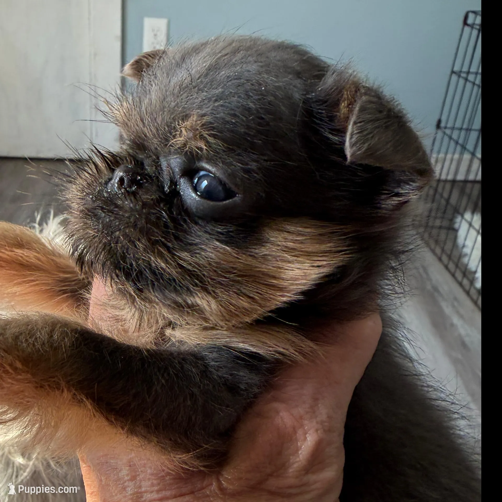 Gidget, a female Brussels Griffon for sale in Trenton, NJ – Photo 1 of 5