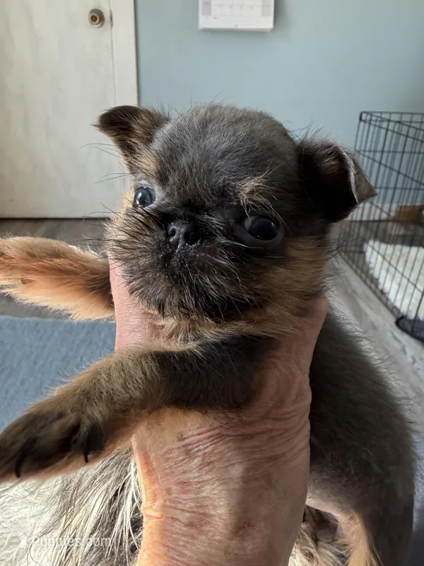 Gidget – Brussels Griffon puppy for sale in Trenton, NJ