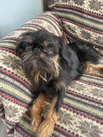 Gidget, a female Brussels Griffon for sale in Trenton, NJ – Photo 3 of 5