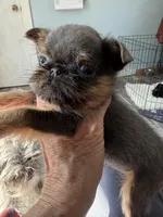 Gidget, a female Brussels Griffon for sale in Trenton, NJ – Photo 5 of 5