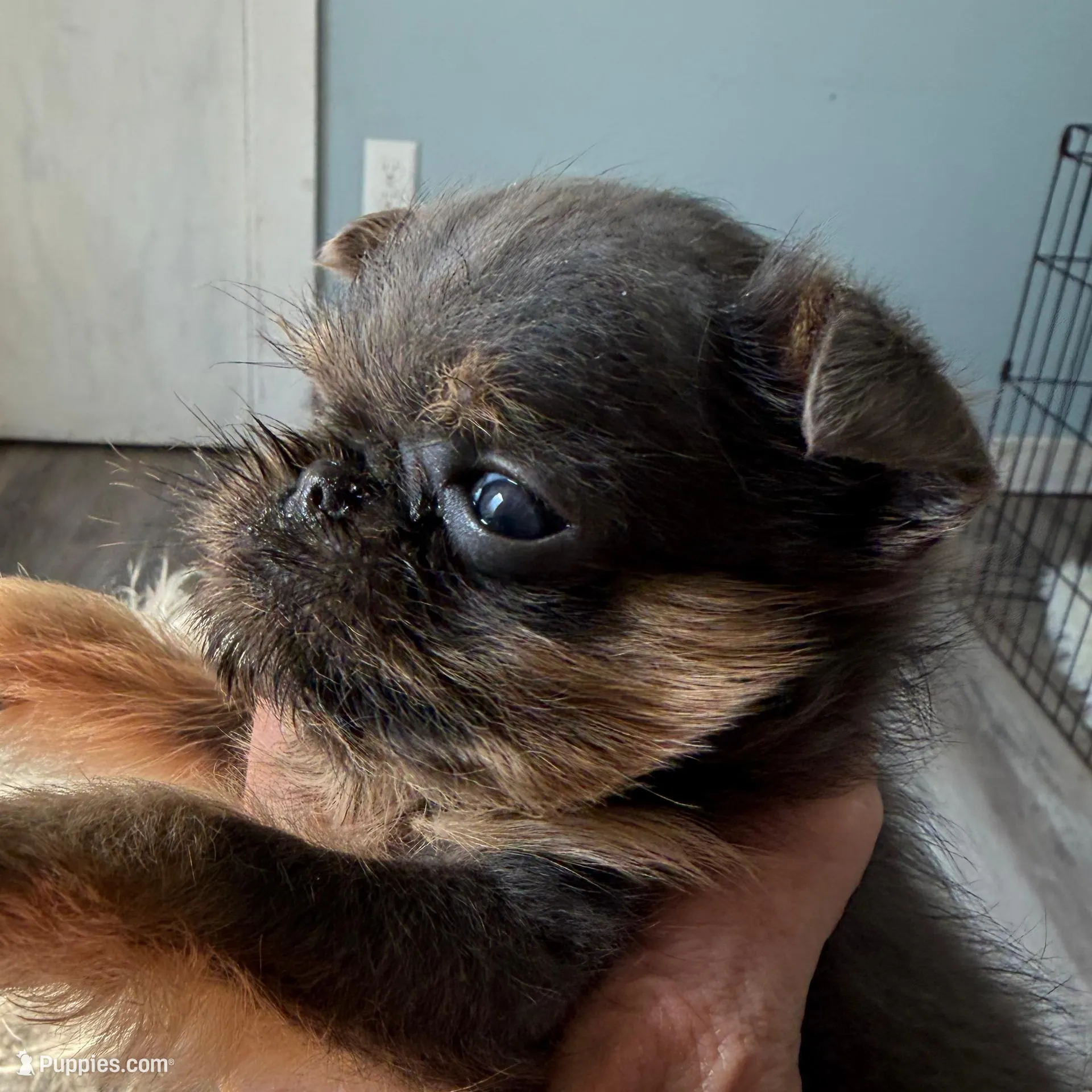 Gidget, a female Brussels Griffon for sale in Trenton, NJ – Photo 4 of 5