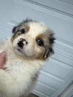 Aiden, a male Australian Shepherd for sale in Trenton, NJ – 3 of 10