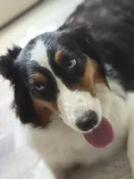Eliza, a female Australian Shepherd for sale in Trenton, NJ – 6 of 7