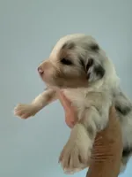 Eliza, a female Australian Shepherd for sale in Trenton, NJ – 2 of 7