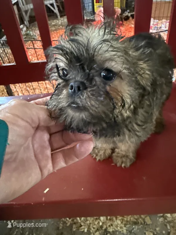 Lenora – Brussels Griffon puppy for sale in Trenton, NJ