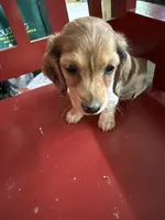 Russel, a male Miniature Dachshund for sale in Trenton, NJ – 5 of 8