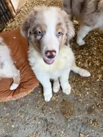 Atlas, a male Australian Shepherd for sale in Trenton, NJ – 3 of 10