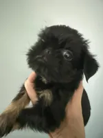 Calvin, a male Brussels Griffon for sale in Trenton, NJ – 4 of 9