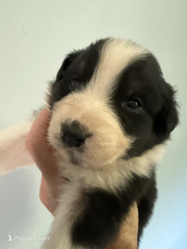 Alan – Australian Shepherd puppy for sale in Trenton, NJ