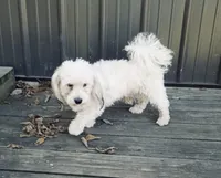 Erial, a female Havanese for sale in Trenton, NJ – 4 of 5