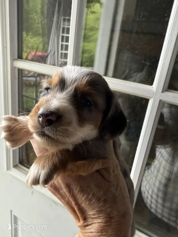 Raymond – Miniature Dachshund puppy for sale in Trenton, NJ