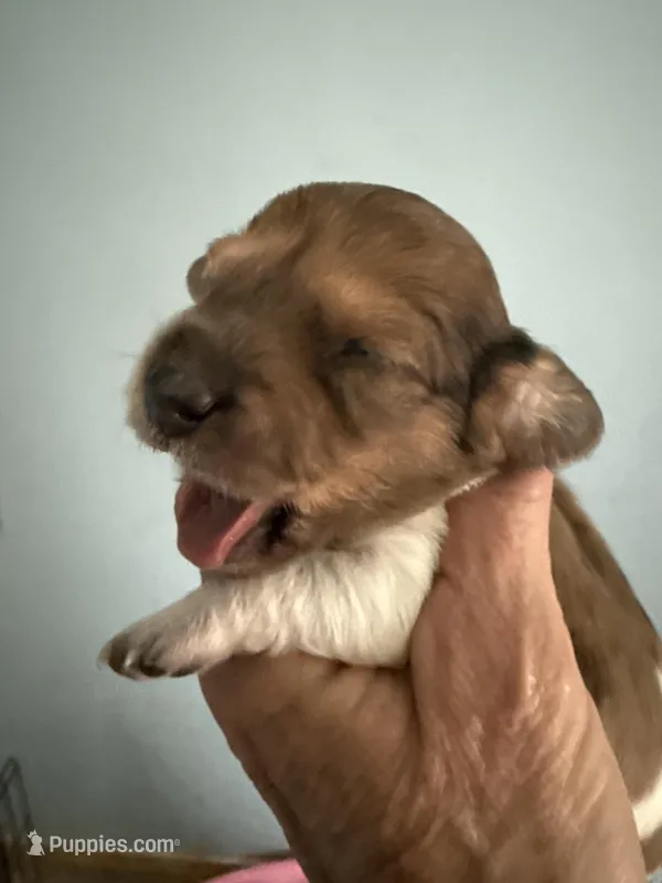 Raymond – Miniature Dachshund puppy for sale in Trenton, NJ