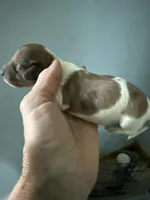 Raymond, a male Miniature Dachshund for sale in Trenton, NJ – Photo 4 of 6