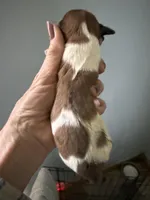 Raymond, a male Miniature Dachshund for sale in Trenton, NJ – Photo 3 of 6