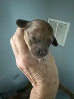 Raymond, a male Miniature Dachshund for sale in Trenton, NJ – Photo 5 of 6