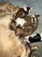 Raymond, a male Miniature Dachshund for sale in Trenton, NJ – Photo 6 of 6