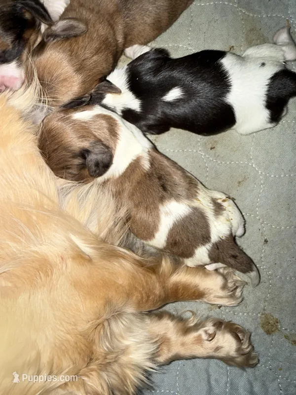 Raymond – Miniature Dachshund puppy for sale in Trenton, NJ