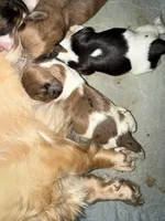 Raymond, a male Miniature Dachshund for sale in Trenton, NJ – Photo 2 of 6