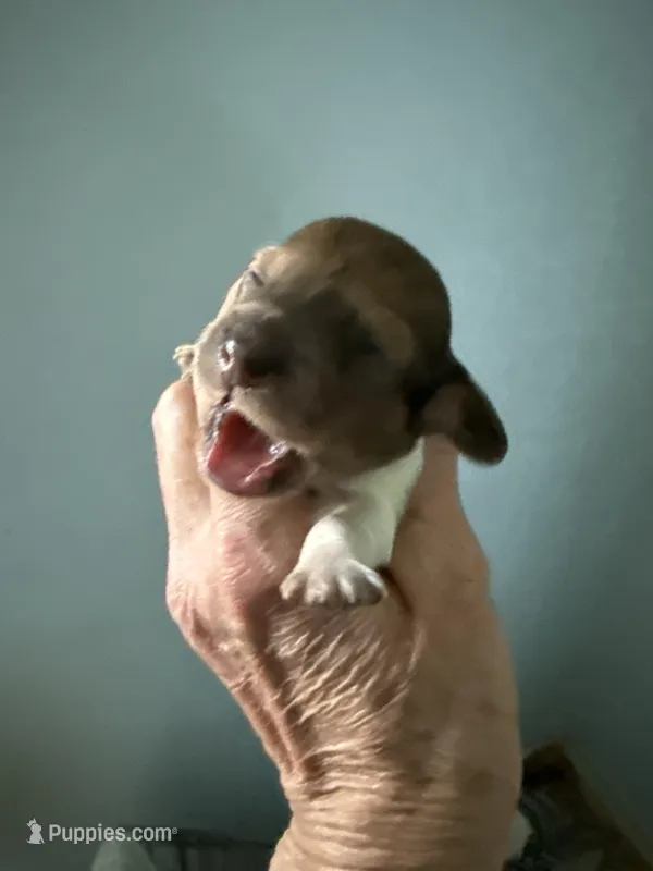 Raymond – Miniature Dachshund puppy for sale in Trenton, NJ