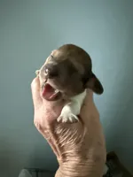 Raymond, a male Miniature Dachshund for sale in Trenton, NJ – Photo 1 of 6