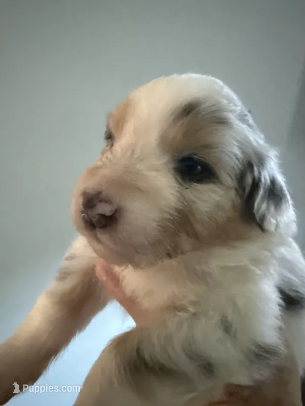 Eliza – Australian Shepherd puppy for sale in Trenton, NJ