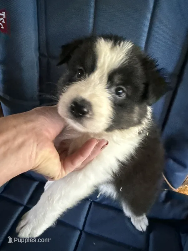 Addie – Australian Shepherd puppy for sale in Trenton, NJ