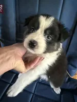 Addie, a female Australian Shepherd for sale in Trenton, NJ – 4 of 8
