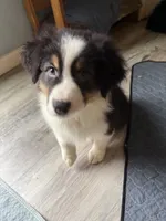 Esme, a female Australian Shepherd for sale in Trenton, NJ – 3 of 10