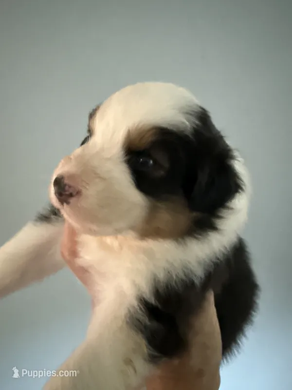 Everest – Australian Shepherd puppy for sale in Trenton, NJ